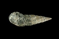 藏品(燒酒海蜷)的圖片